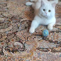 واگذاری گربه