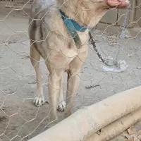 سگ ماده نگهبان،پژدر درشت|سگ|تهران, تهرانسر غربی|دیوار
