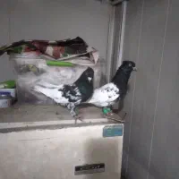 یک جفت کله نر قلدور. به ضمانت
