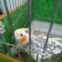 دو عدد عروس هلندی نر و ماده|پرنده|زرند, |دیوار