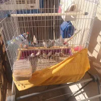 فروش 13عدد فنچ با قفس