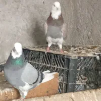 کبوتر همه سالم به زمانت|پرنده|قرق, |دیوار