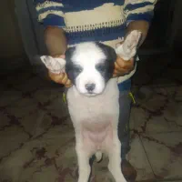 توله سگ ماده دورگ پدرکانگال مادر آلابای