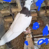 طوقی|پرنده|لنجان, |دیوار