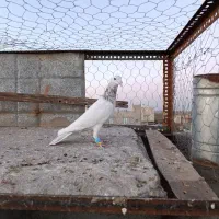 کبوتر پرنده|پرنده|الوند, |دیوار