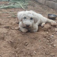 سگ شیتزو|سگ|شوشتر, |دیوار