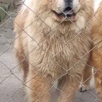 سگ چاو چاو|سگ|نوشهر, |دیوار