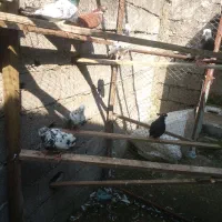 کبوتر های پرشی|پرنده|آستانه اشرفیه, |دیوار