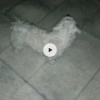 سگ گمشده است|حیوانات|تهران, شادآباد|دیوار