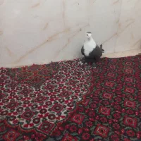 کبوتر رنگی|پرنده|قم, شهرک طالقانی|دیوار