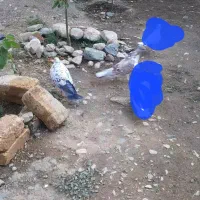 کبوتر|حیوانات|نهاوند, |دیوار