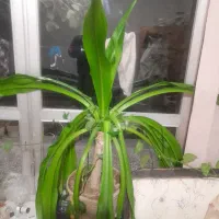 گل موزی فروشی|گل و گیاه طبیعی|خمینی‌شهر, |دیوار