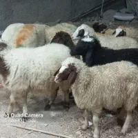 گوسفند ماده داشتی  باب داشت|حیوانات مزرعه|کوزران, |دیوار