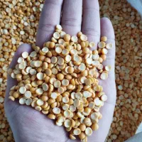 فروش حبوبات|خوردنی و آشامیدنی|رشت, پیرسرا|دیوار