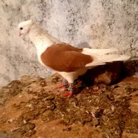 کبوتر شوزرد شوسرخ شو قیری