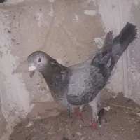کفتر یکجا|پرنده|قهستان, |دیوار