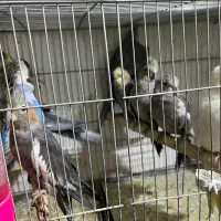 عروس هلندی بالغ|پرنده|شهریار, کهنز|دیوار