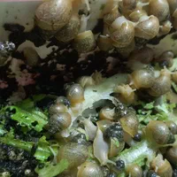 حلزون بچه حلزون