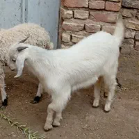 ۳عدد نری محلی و 1 عدد بره ماده