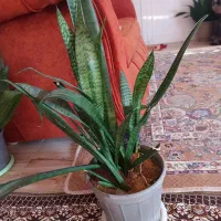 گل سانسوریا|گل و گیاه طبیعی|آستانه اشرفیه, |دیوار