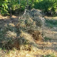 فروش علف