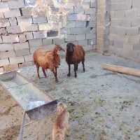 دوتا بره تمیز گله گرد