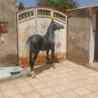 اسب مادیون کرد درجه یک کره بیداد|اسب و تجهیزات اسب‌سواری|شیراز, اکبر آباد|دیوار