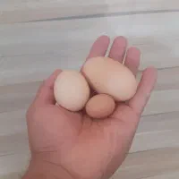 تخم مرغ|خوردنی و آشامیدنی|کاشان, نوش آباد|دیوار