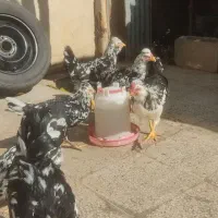 مرغ و جوجه و نیمچه گلین درجه یک
