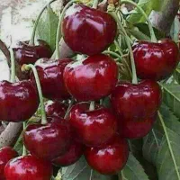 نهال های آلبالو خوشه ای