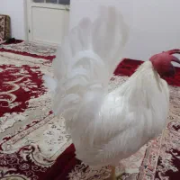 خروس|حیوانات مزرعه|سنندج, |دیوار