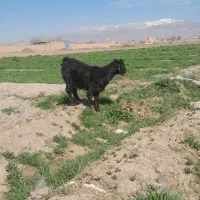 بزغاله ماده|حیوانات مزرعه|نیشابور, چمبران|دیوار