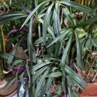 گلهای خانگی