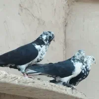 کفتر ضمانتی