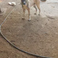 واگذاری سگ|سگ|لیلان, |دیوار