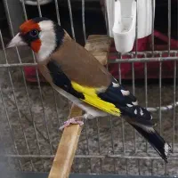 سهره قناری سرخ ابلغ سهره کت بنداز