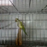 راهب فسفری ماده