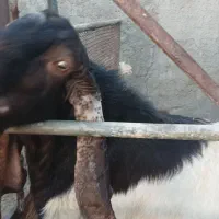 نر بز پاکستانی لنگ سه قلوزا|حیوانات مزرعه|رفسنجان, |دیوار
