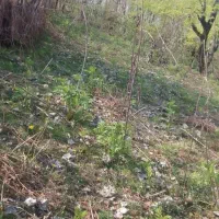 فروش زمین ۴۰۰متری فقط ۳۸۰ملیون|فروش زمین و ملک کلنگی|رشت, احمد گوراب|دیوار