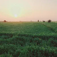 فروش ۲ هکتار زمین کشاورزی