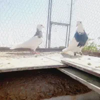 جفتگاه طوقی زات هفت رنگ.|پرنده|نصر آباد, |دیوار