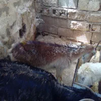 گوسفند بز و میش