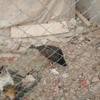 فروش بوقلمون و جوجه خروس محلی|حیوانات مزرعه|زرقان, |دیوار