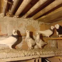 کبوتر طوقی|پرنده|گنبد کاووس, |دیوار