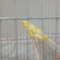 قناری رسمی بلند سوپری