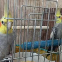 فروش عروس هلندی