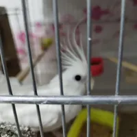 طوطی برزیلی ، گرینچیک ، عروس هلندی ، راهب ، فنچ|پرنده|برازجان, |دیوار