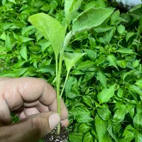 نشا صیفی جات|خدمات باغبانی و درختکاری|رامشیر, |دیوار