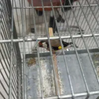 سهره سهره قناری|پرنده|رباطکریم, رباطکریم|دیوار