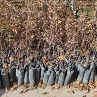 نهالستان پالیز دارای مجوز جهاد کشاورزی